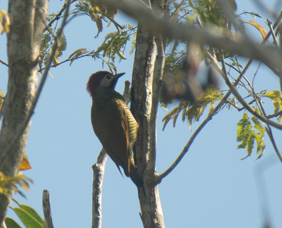 Golden-olive Woodpecker - ML617587423