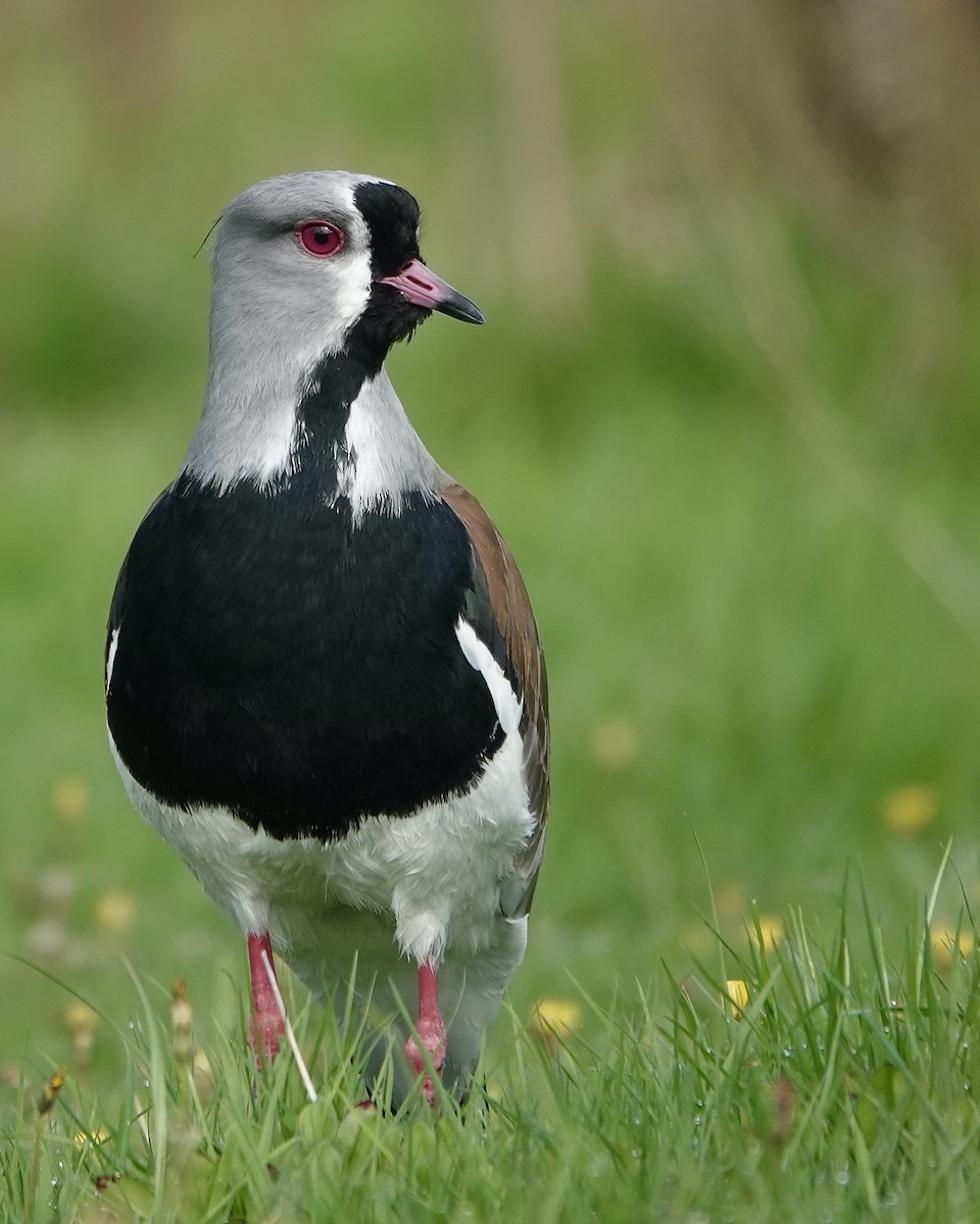 Southern Lapwing - ML617587434