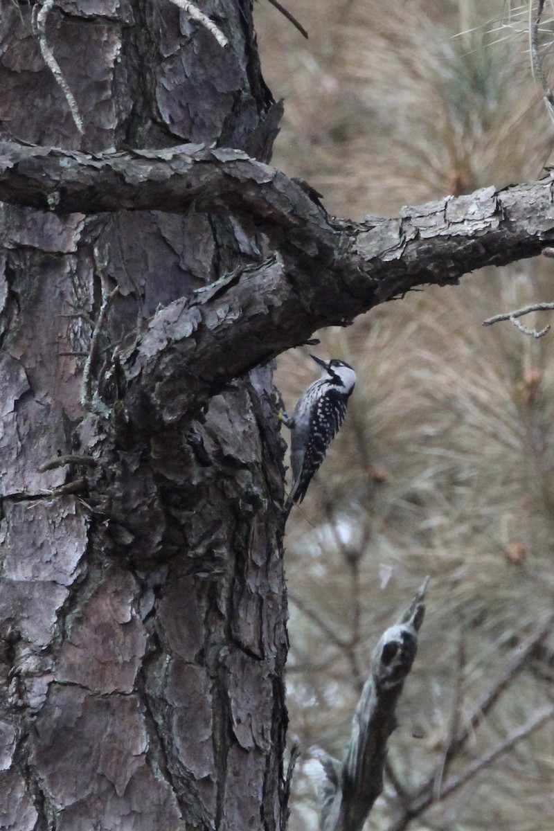 Red-cockaded Woodpecker - ML617587436