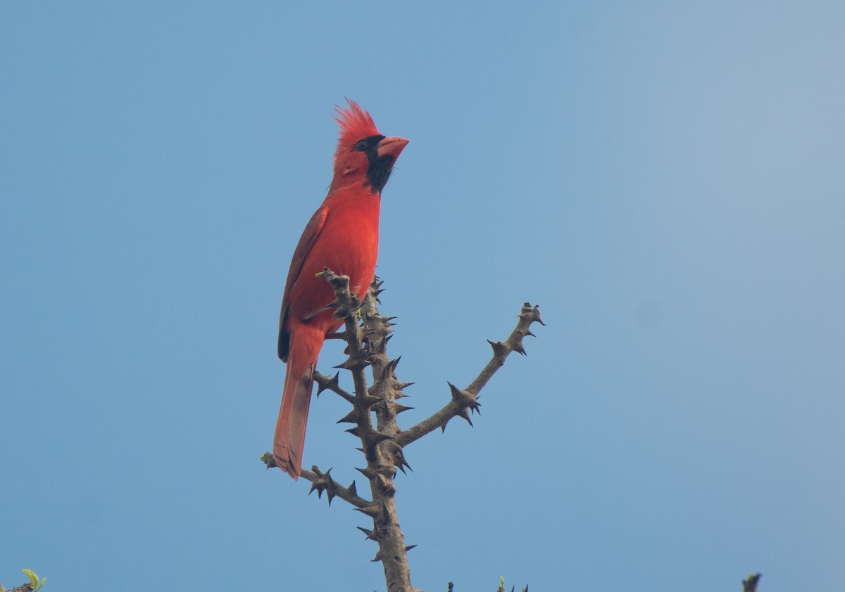 Northern Cardinal - ML617587442