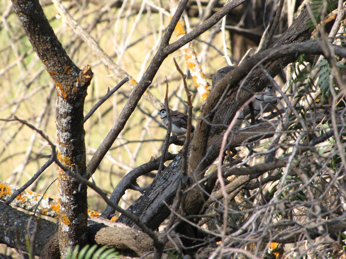Double-barred Finch - ML617587443