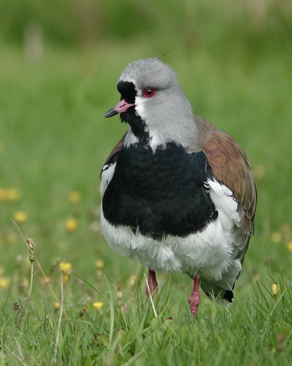 Southern Lapwing - ML617587449