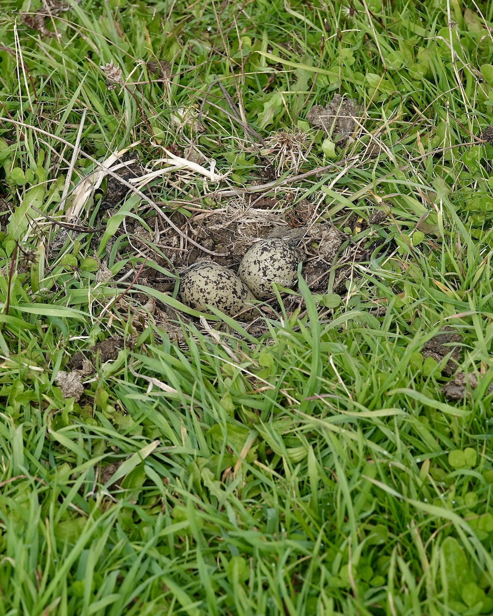 Southern Lapwing - ML617587453