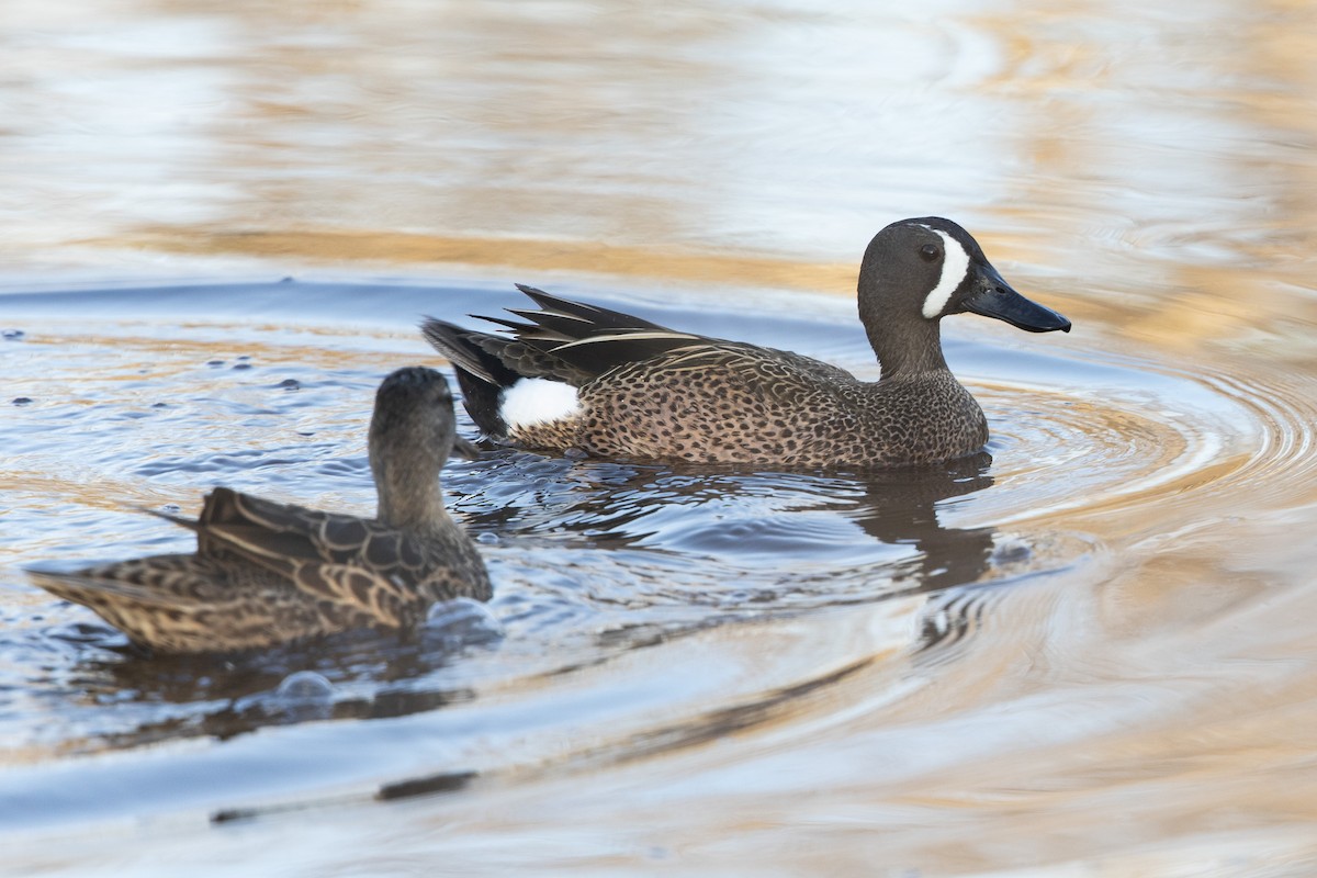 Blue-winged Teal - ML617587578