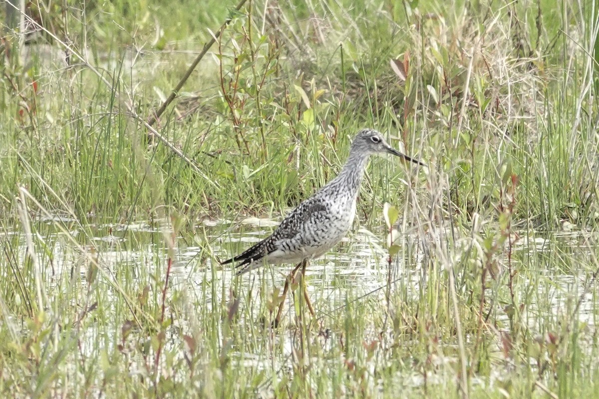 Greater Yellowlegs - ML617587781