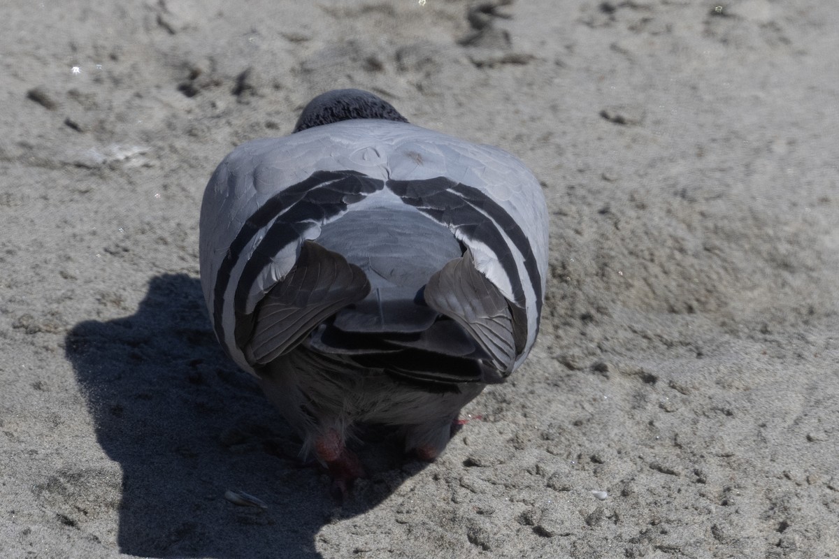 Rock Pigeon (Feral Pigeon) - ML617587808