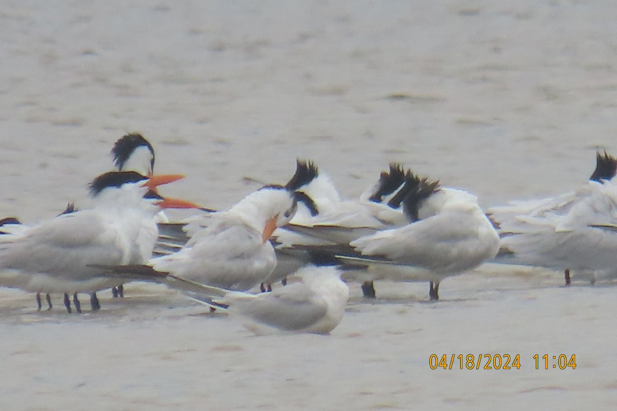 Royal Tern - Leslie Baker