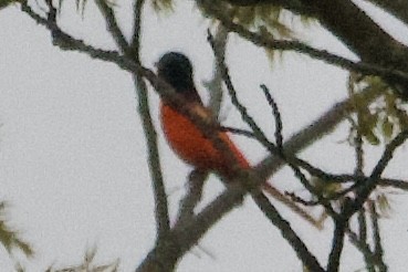 赤紅山椒鳥(speciosus群) - ML617587932