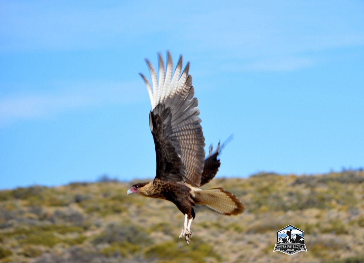 Crested Caracara - ML617587933