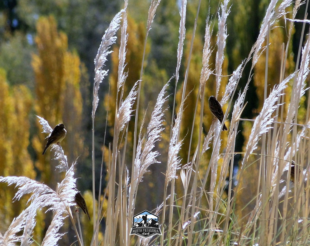 Grassland Yellow-Finch - Estela  Garrido