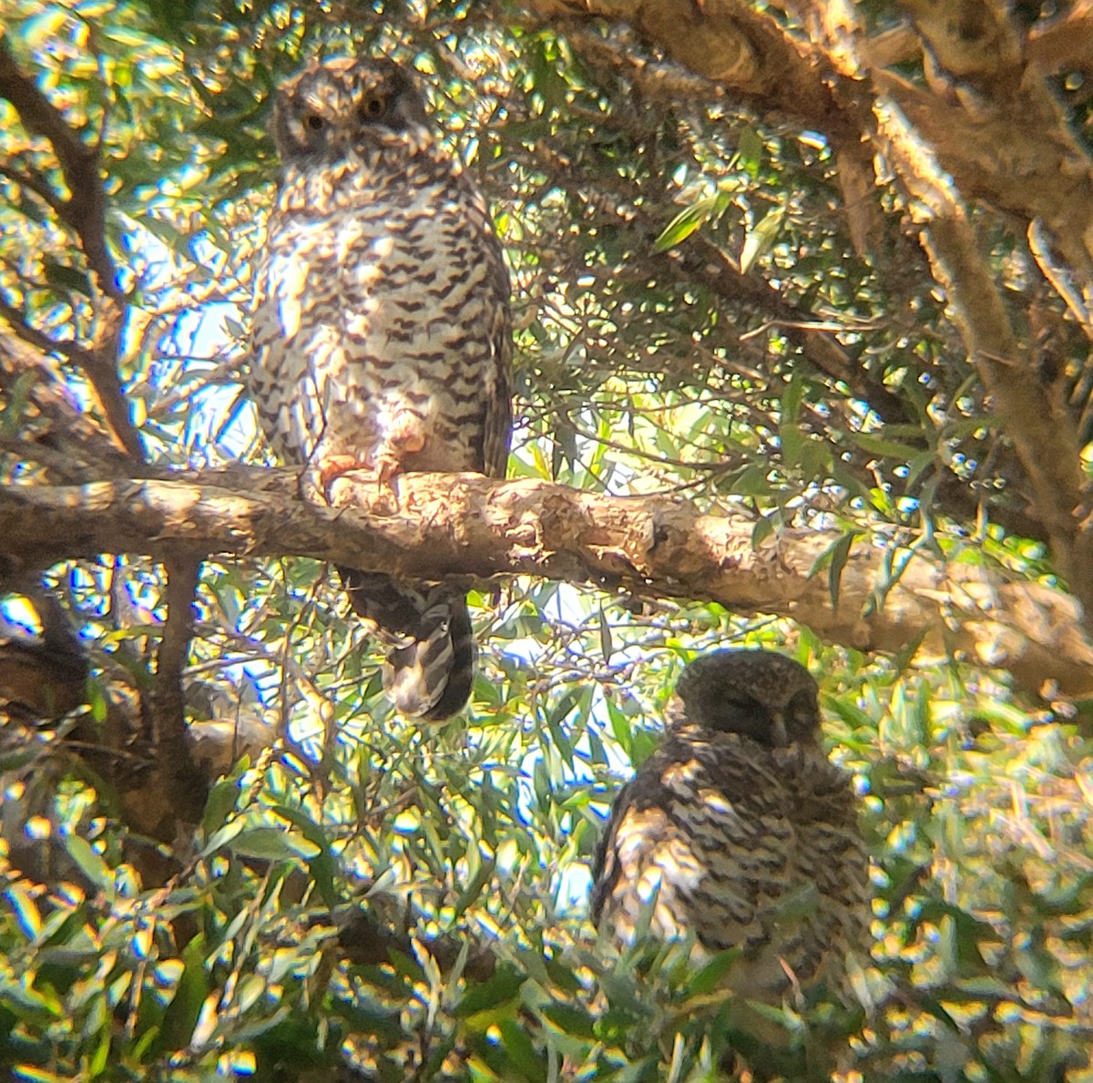 Powerful Owl - ML617587960