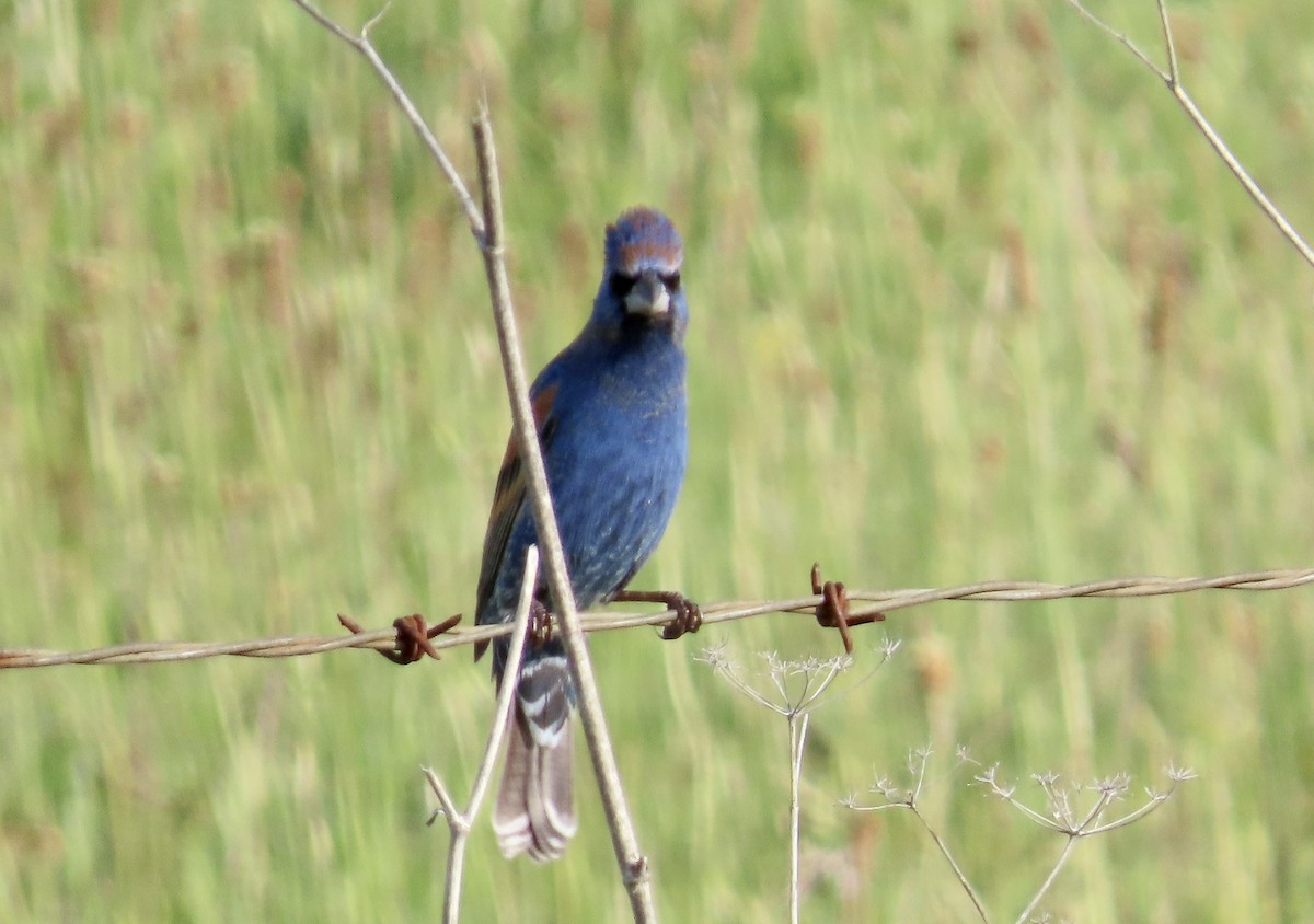 Blue Grosbeak - ML617587971