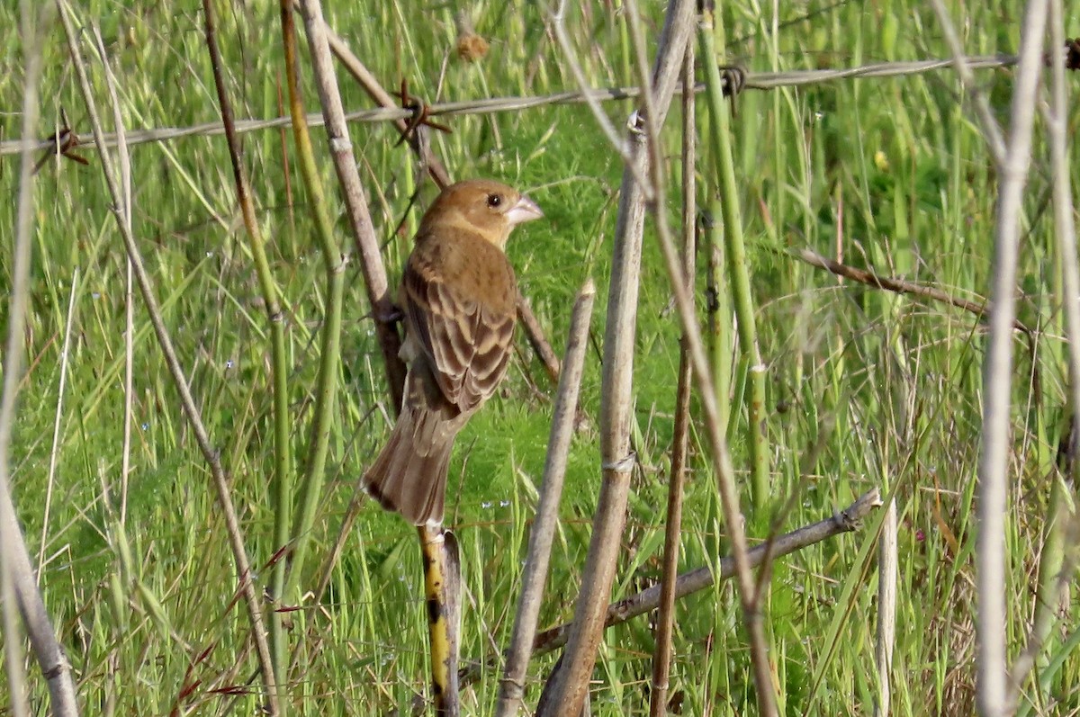 Blue Grosbeak - ML617587988