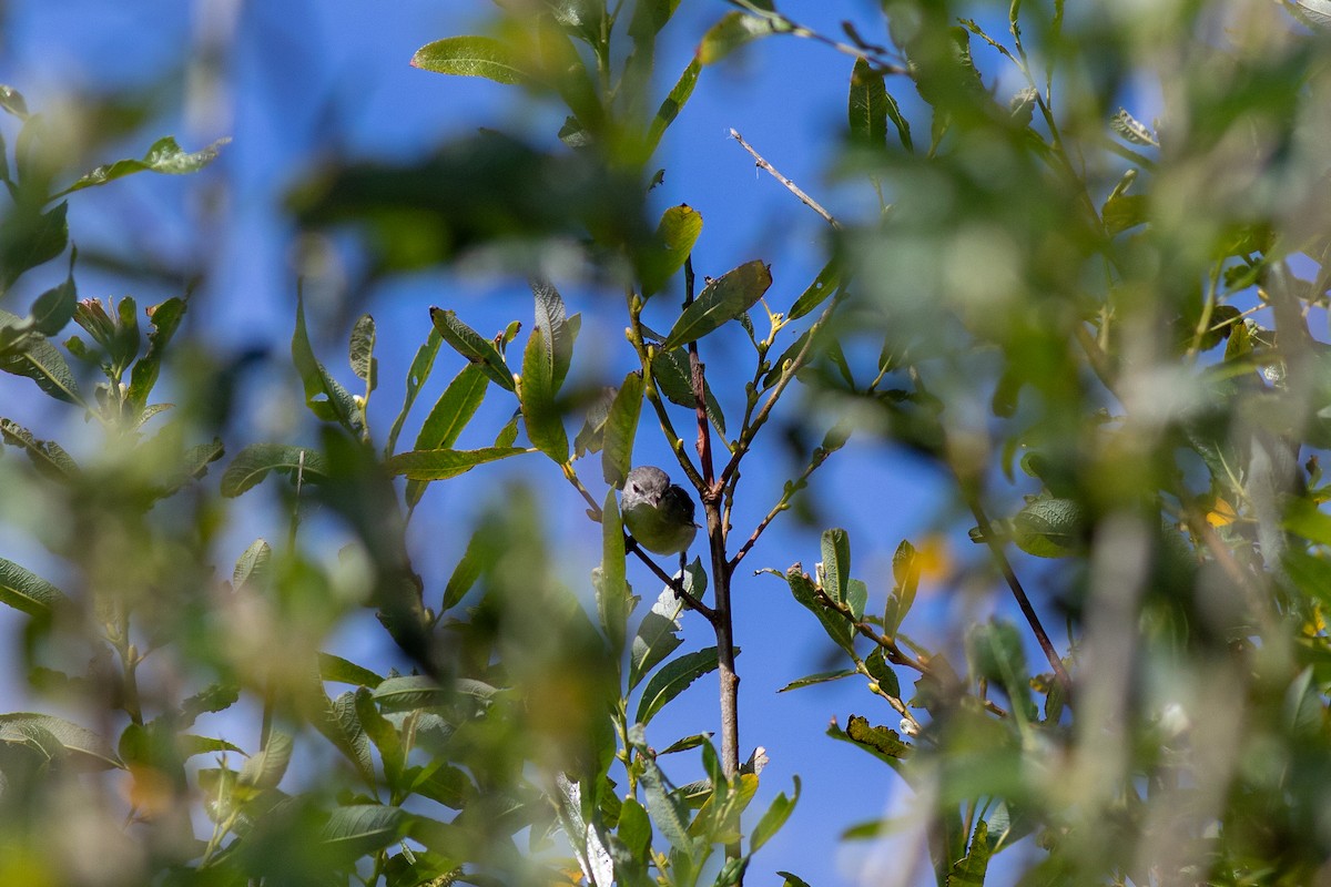 Bell's Vireo - ML617587993