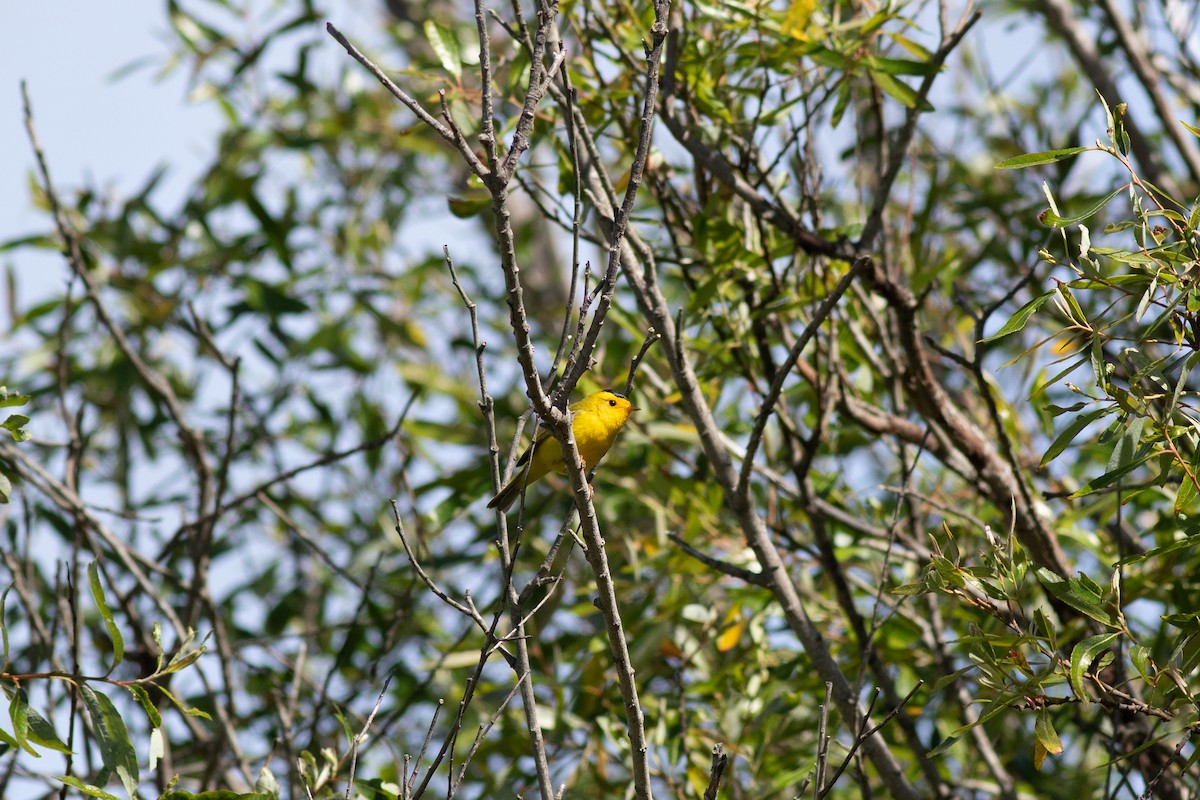 Wilson's Warbler - ML617588024