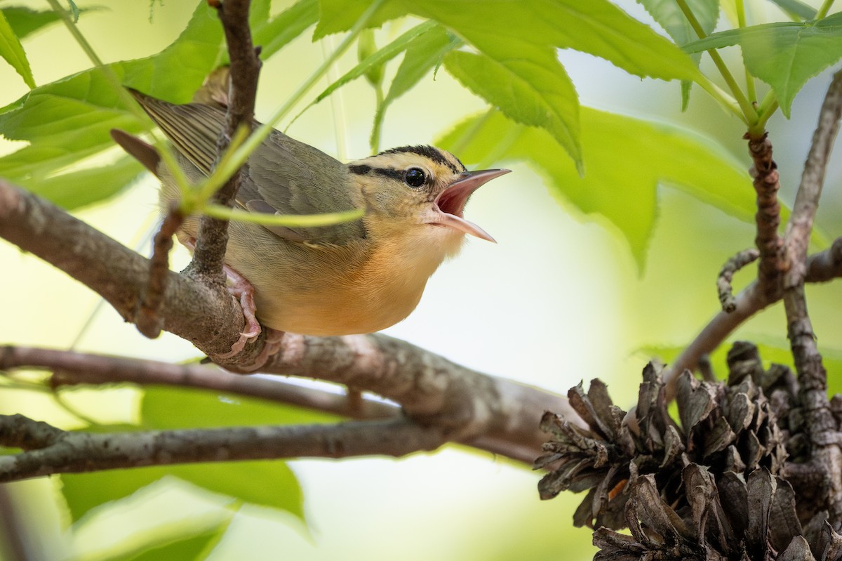 Worm-eating Warbler - N KC
