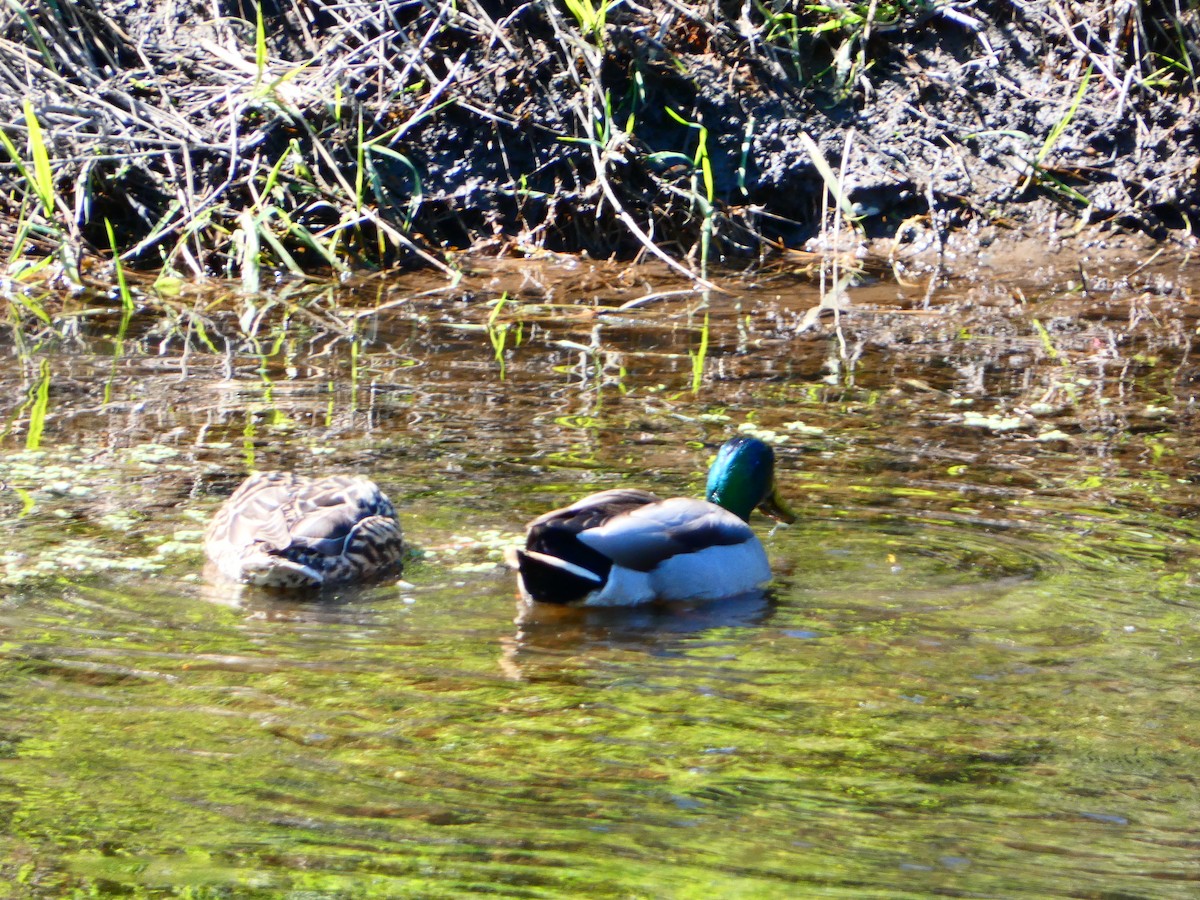 Mallard - ML617588059