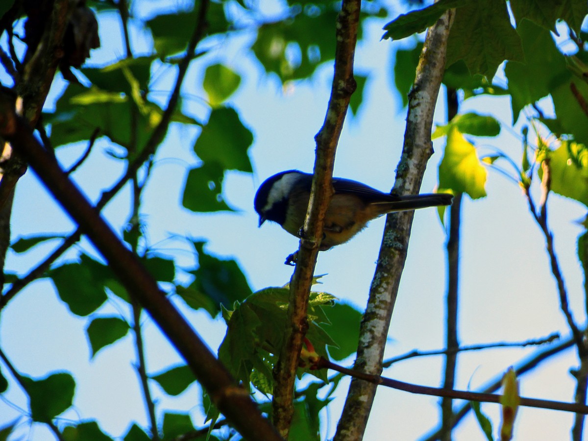 Black-capped Chickadee - ML617588077