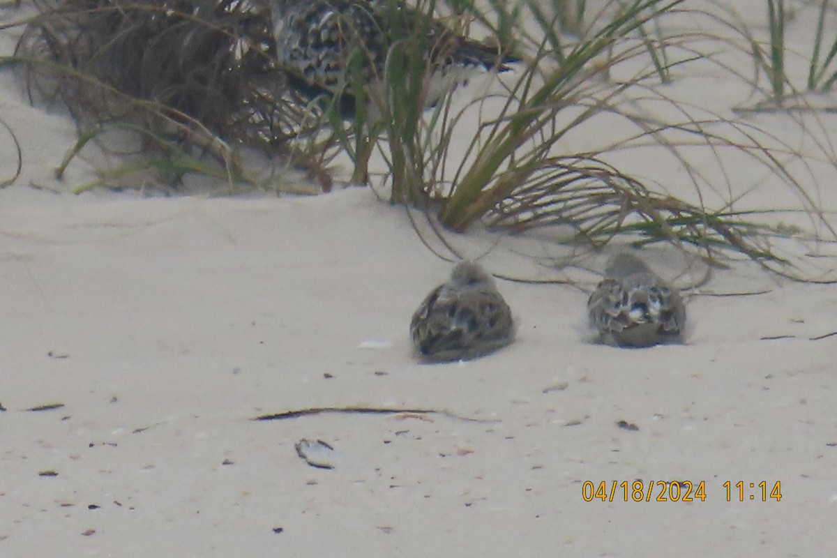 Black-bellied Plover - Leslie Baker