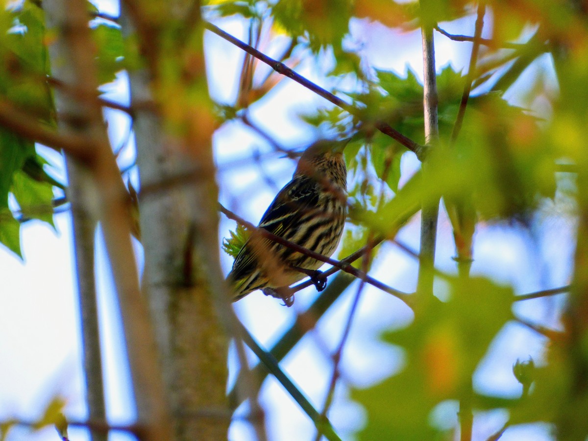 House Finch - ML617588103