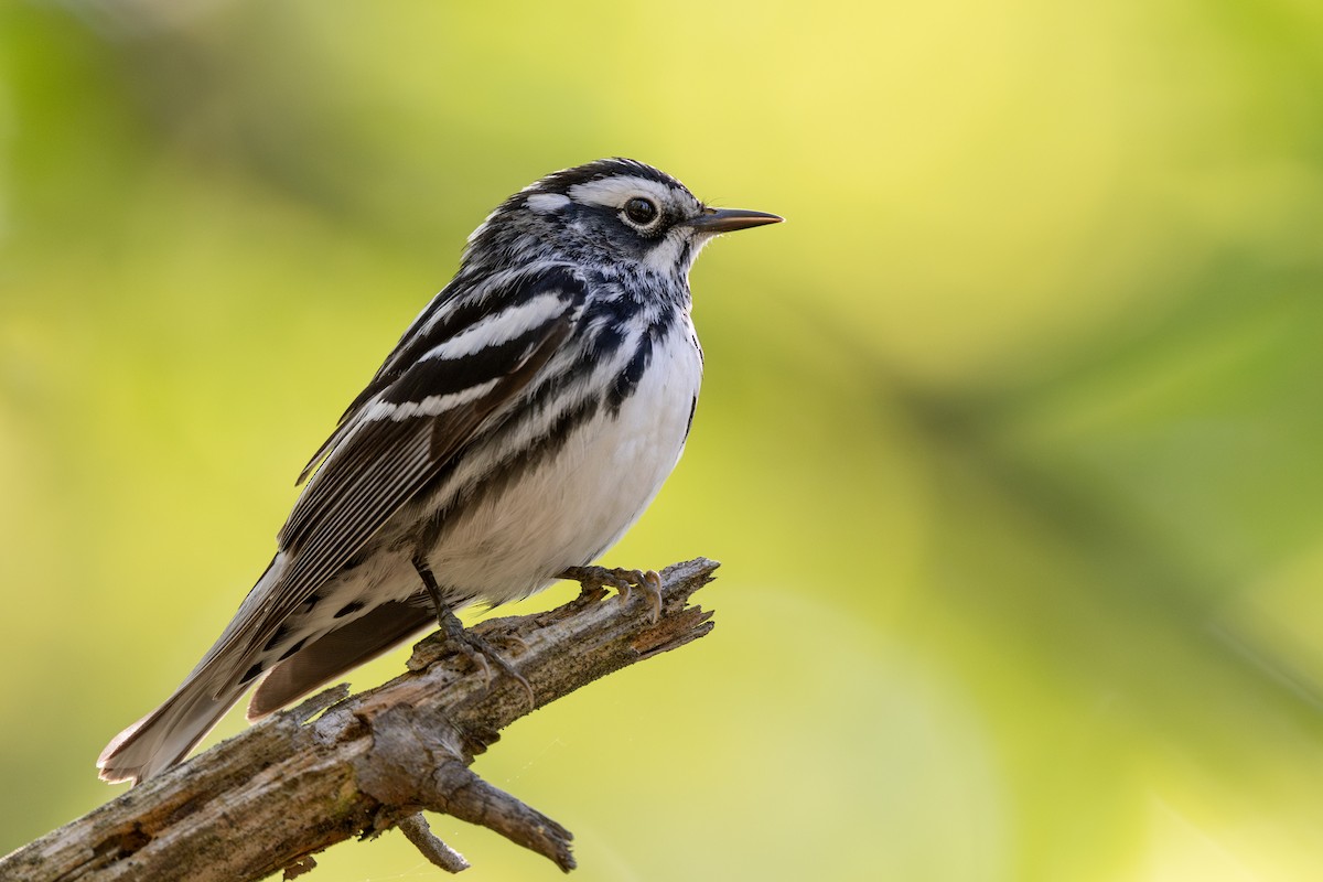 Black-and-white Warbler - ML617588108
