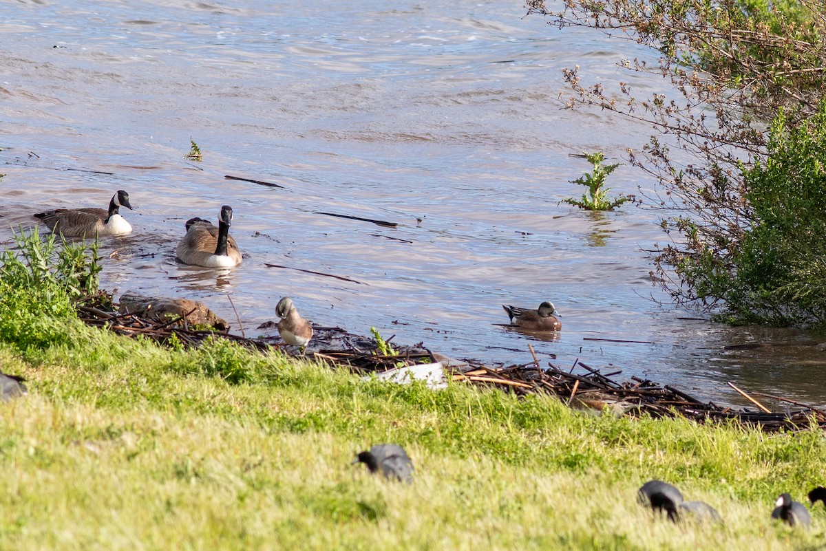 American Wigeon - ML617588137