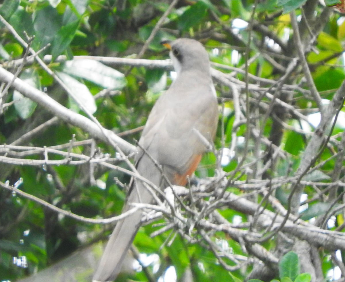 Yellow-billed Cuckoo - ML617588174