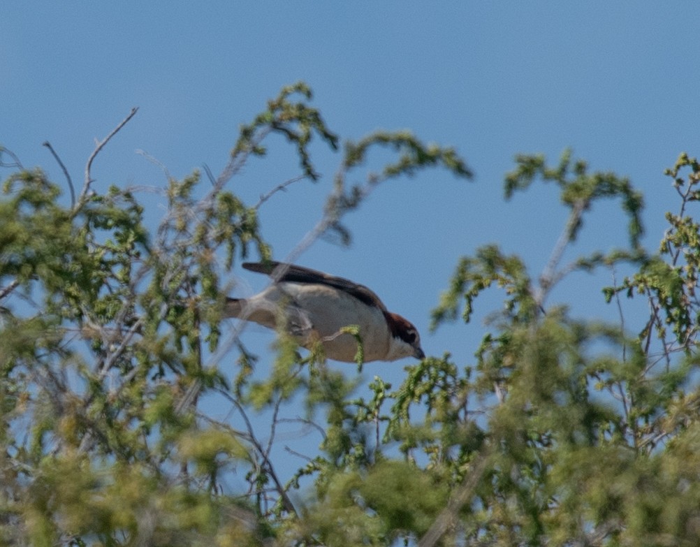 Woodchat Shrike - ML617588200