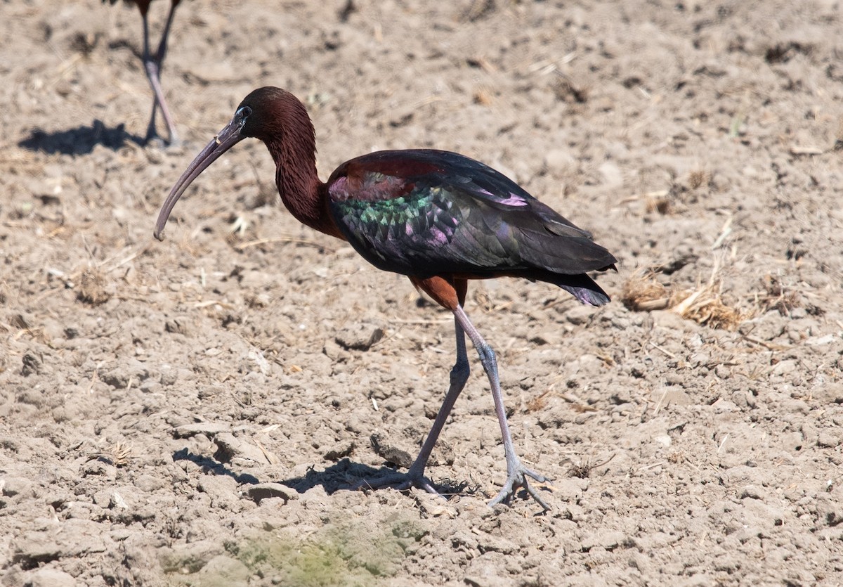 Glossy Ibis - ML617588225