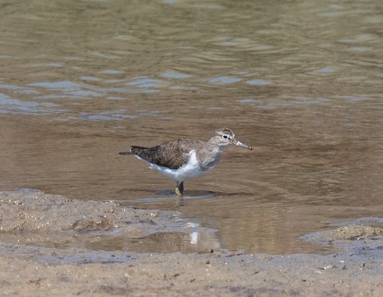 Common Sandpiper - ML617588232