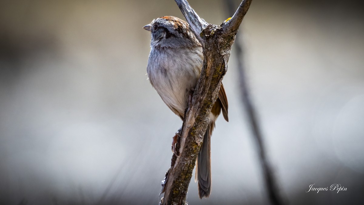 Swamp Sparrow - ML617588271