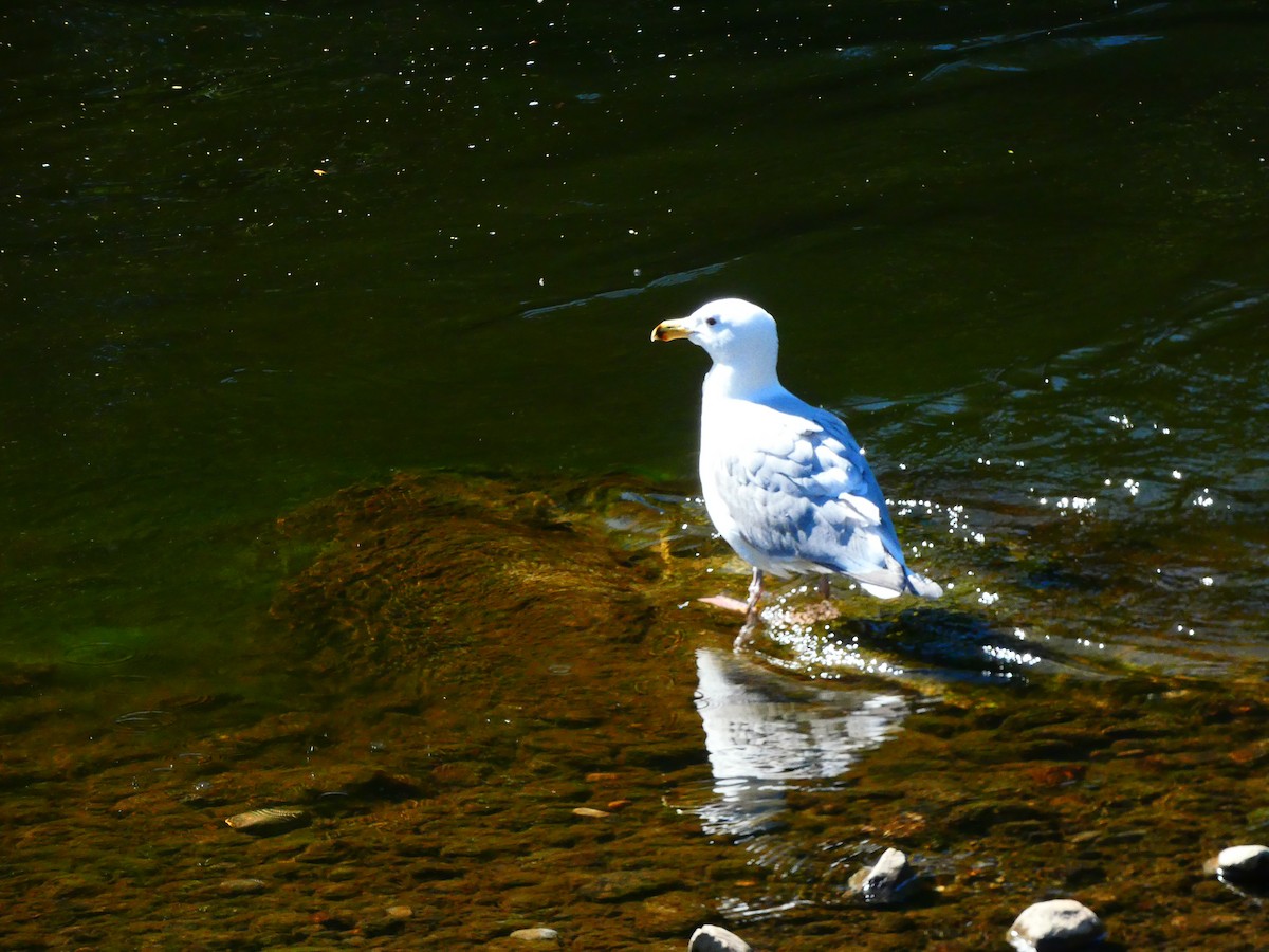 Glaucous-winged Gull - ML617588274