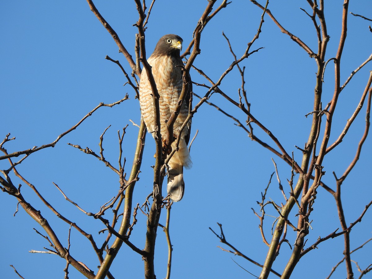 Roadside Hawk - Margarita González