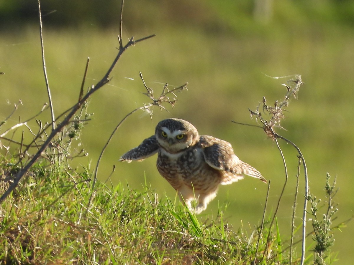 Burrowing Owl - Margarita González