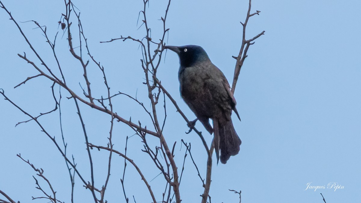 Common Grackle - ML617588311