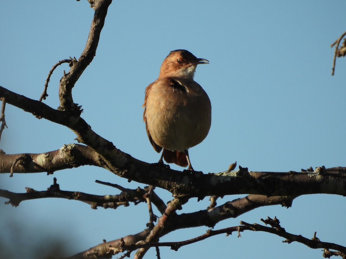 Rufous Hornero - Margarita González