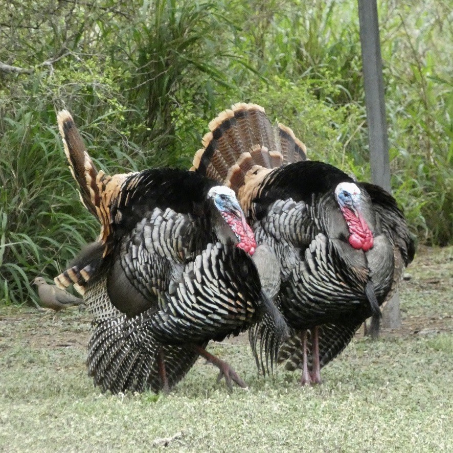 Wild Turkey - ML617588332