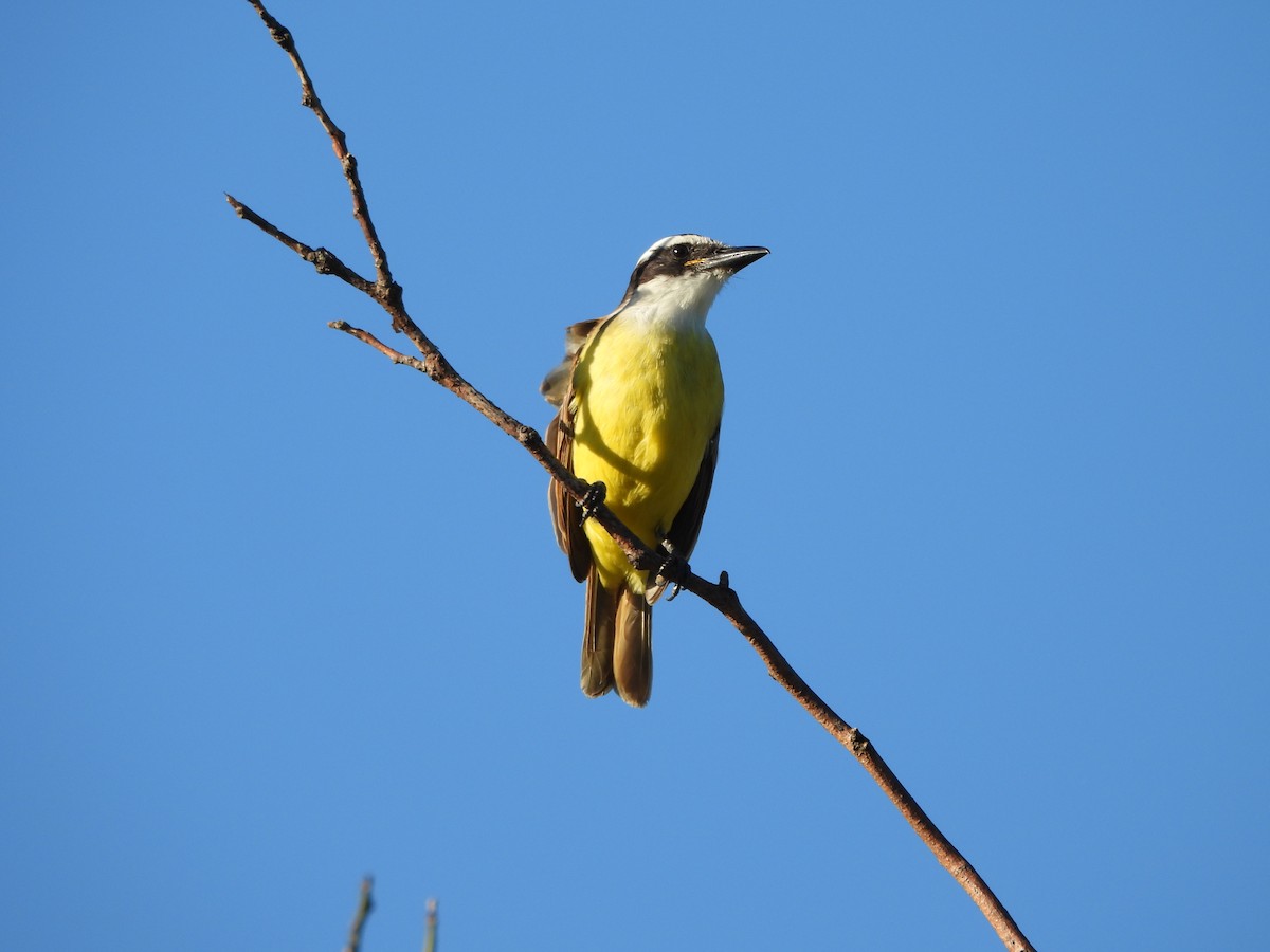 Great Kiskadee - Margarita González