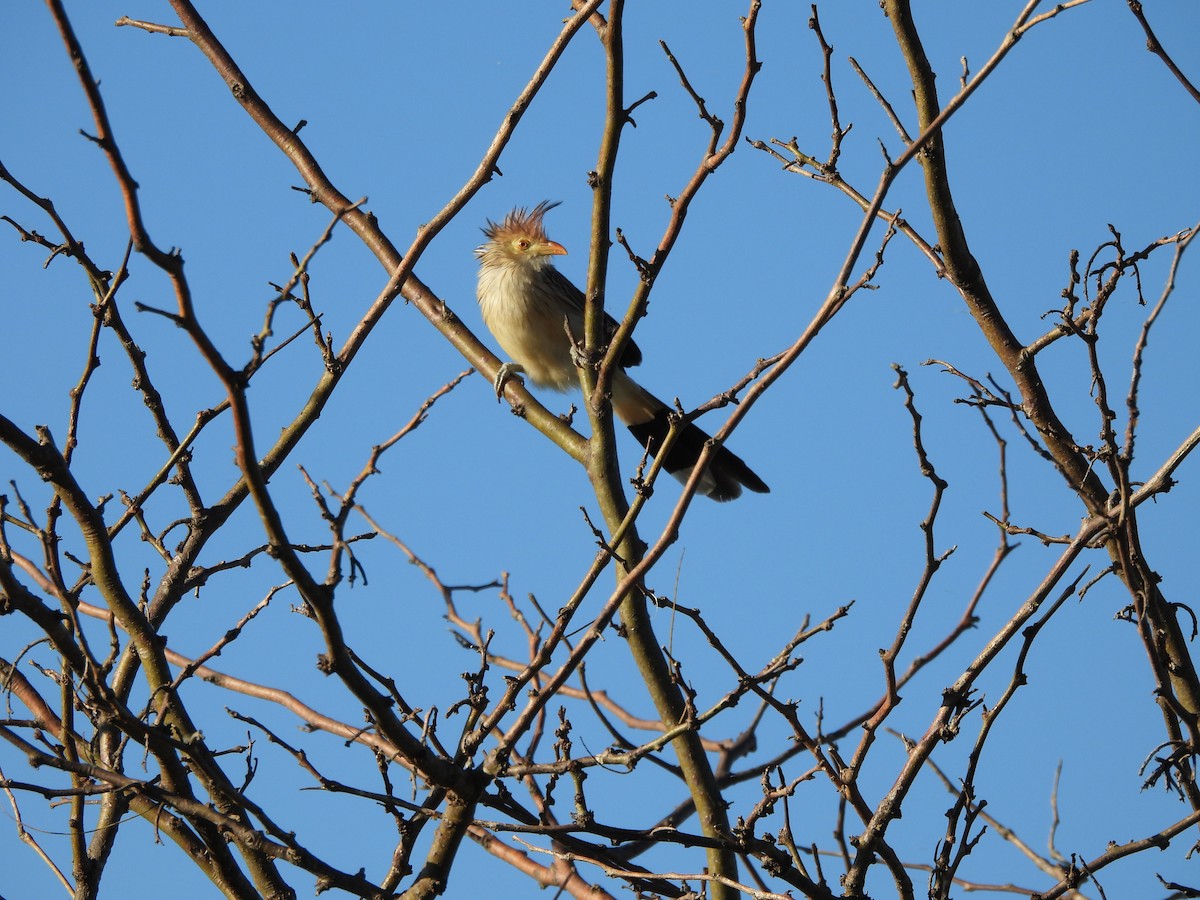 Guira Cuckoo - Margarita González