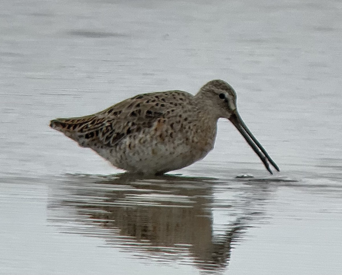 Short-billed Dowitcher (griseus) - ML617588374