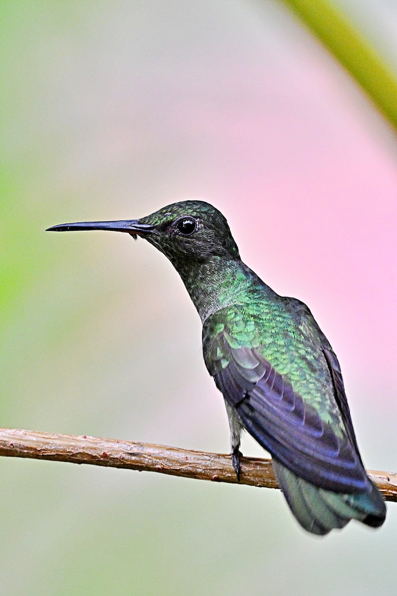Scaly-breasted Hummingbird - ML617588393