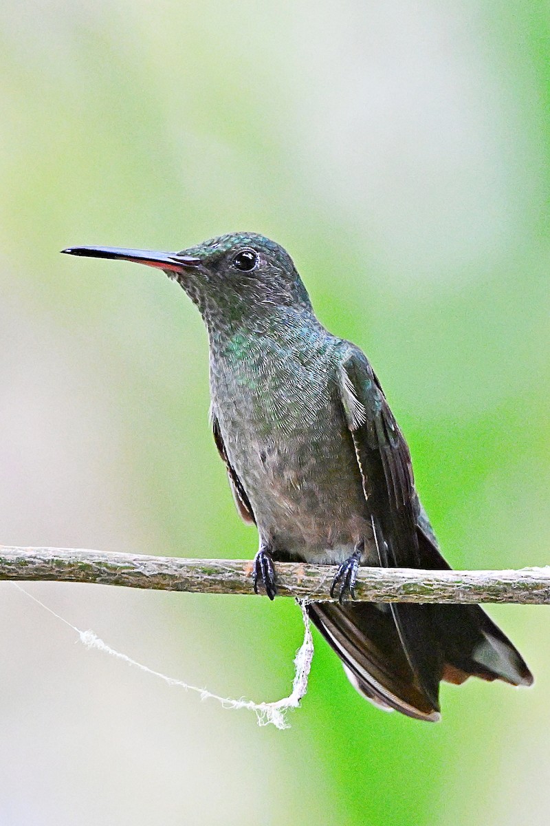 Scaly-breasted Hummingbird - ML617588395