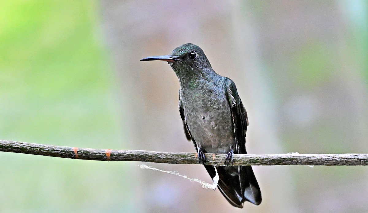 Colibrí de Cuvier - ML617588396