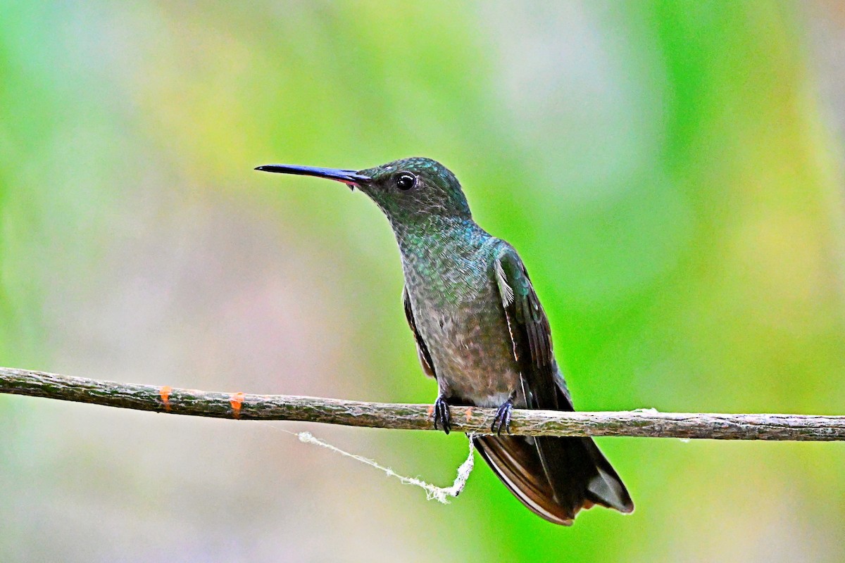 Scaly-breasted Hummingbird - André Lanouette