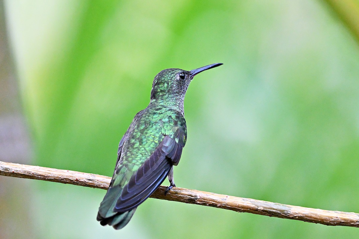 kolibřík skvrnitoprsý - ML617588402