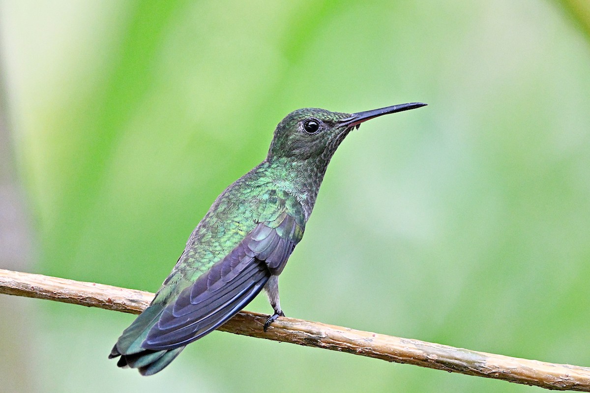 Scaly-breasted Hummingbird - André Lanouette