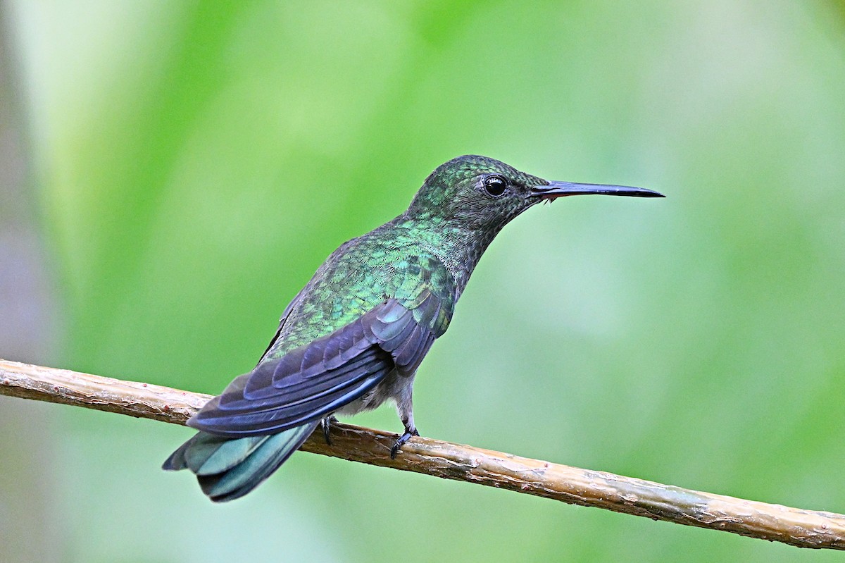 kolibřík skvrnitoprsý - ML617588404