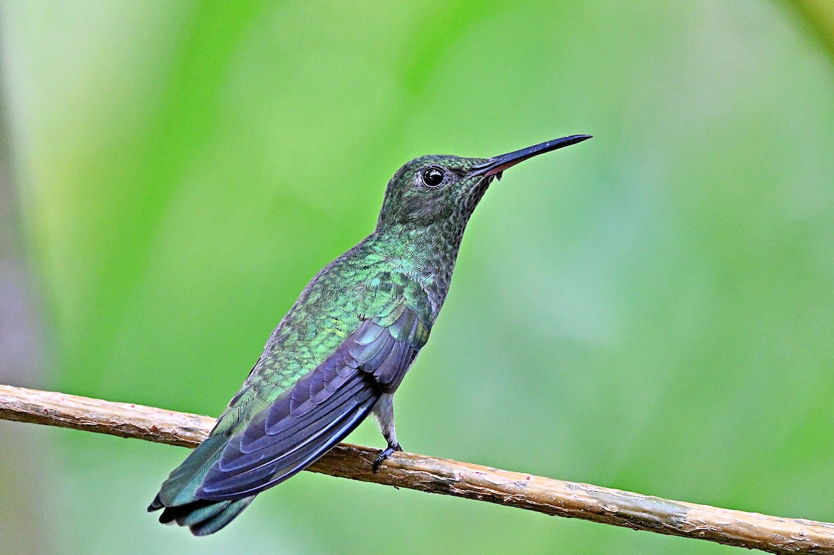 kolibřík skvrnitoprsý - ML617588406