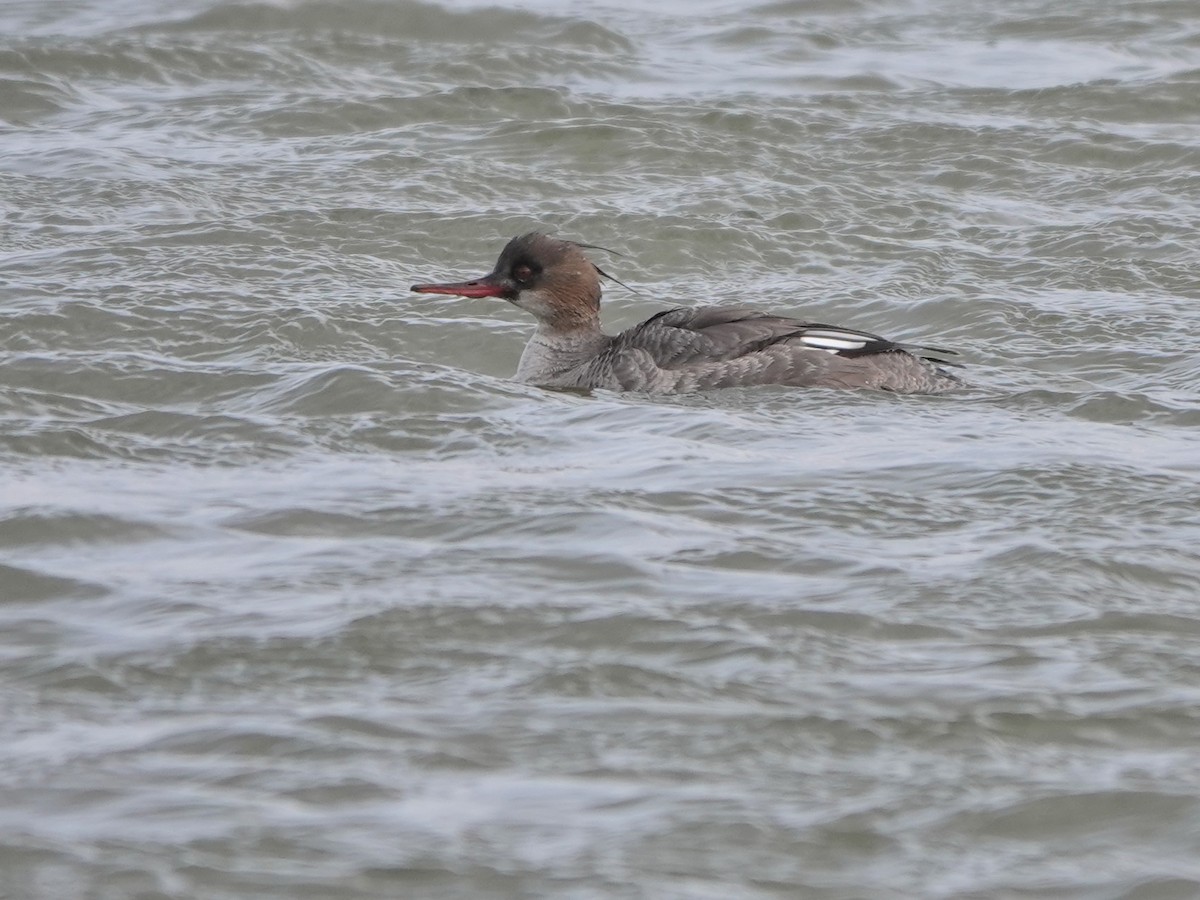 Red-breasted Merganser - ML617588413