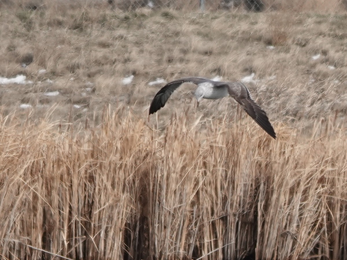 小黑背鷗 - ML617588428